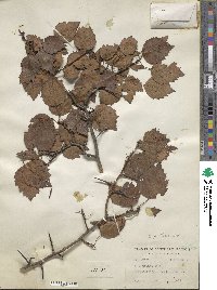 Crataegus patrum image