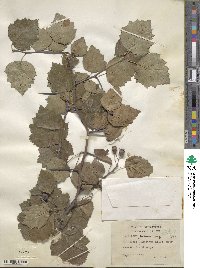 Crataegus patrum image