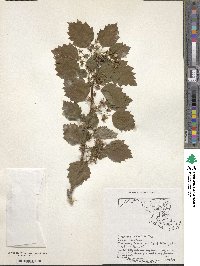 Crataegus pedicellata image