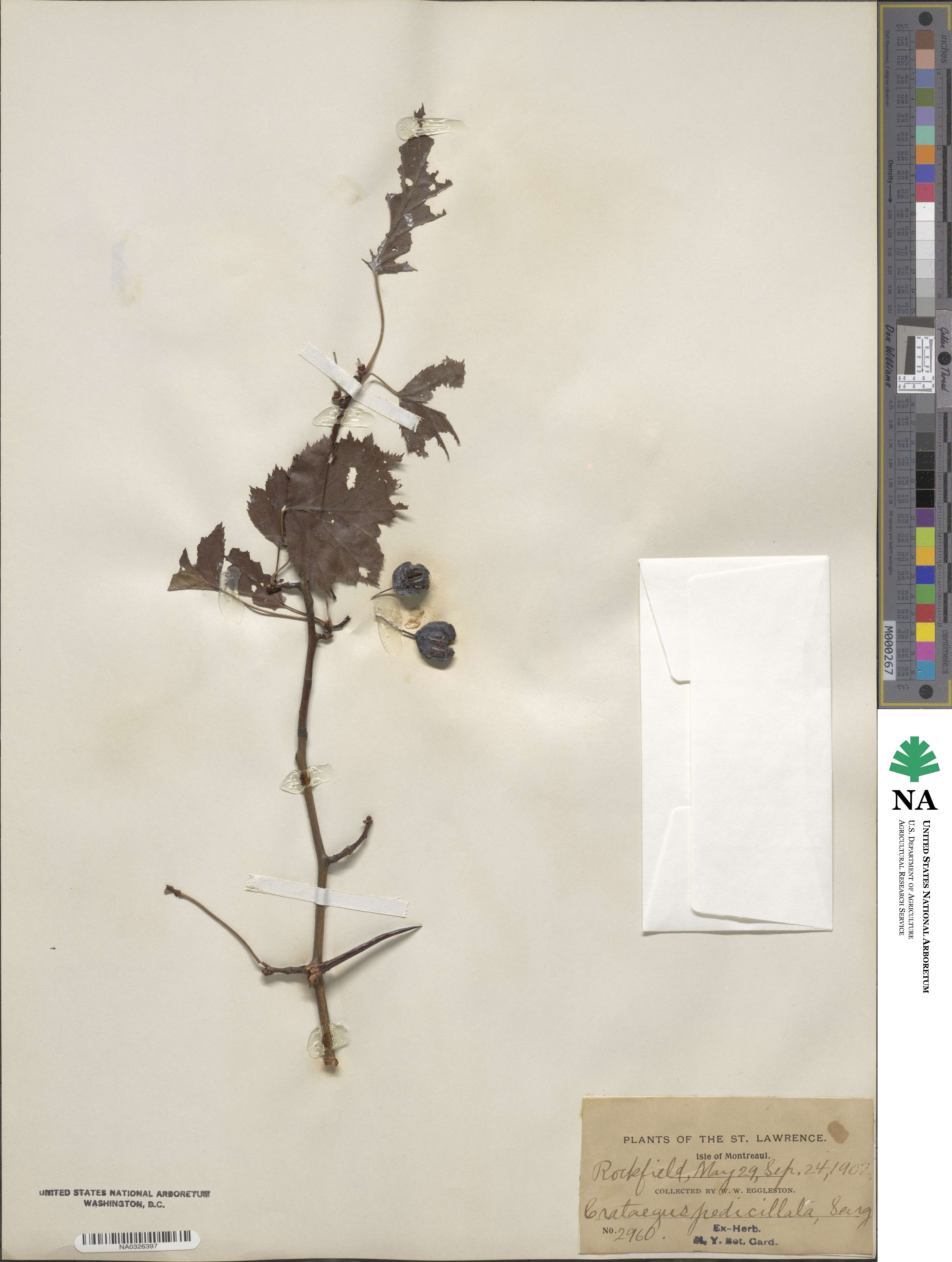 Crataegus pedicellata image