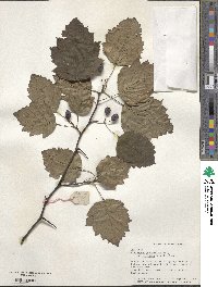 Crataegus mollis image