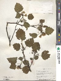 Crataegus pennsylvanica image