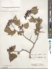 Crataegus phaenopyrum image