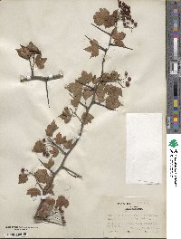 Crataegus phaenopyrum image