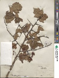 Crataegus phaenopyrum image