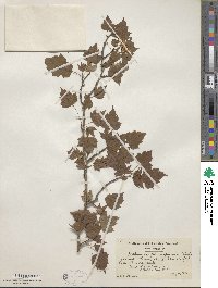 Crataegus phaenopyrum image