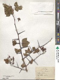 Crataegus phaenopyrum image