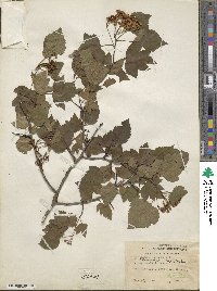 Crataegus phaenopyrum image