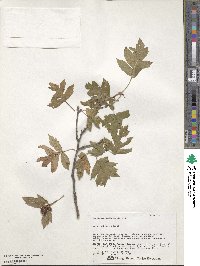 Crataegus pinnatifida image