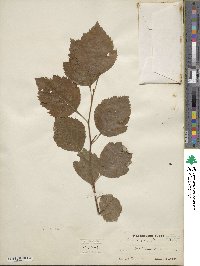 Crataegus chrysocarpa image