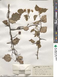 Crataegus iracunda image