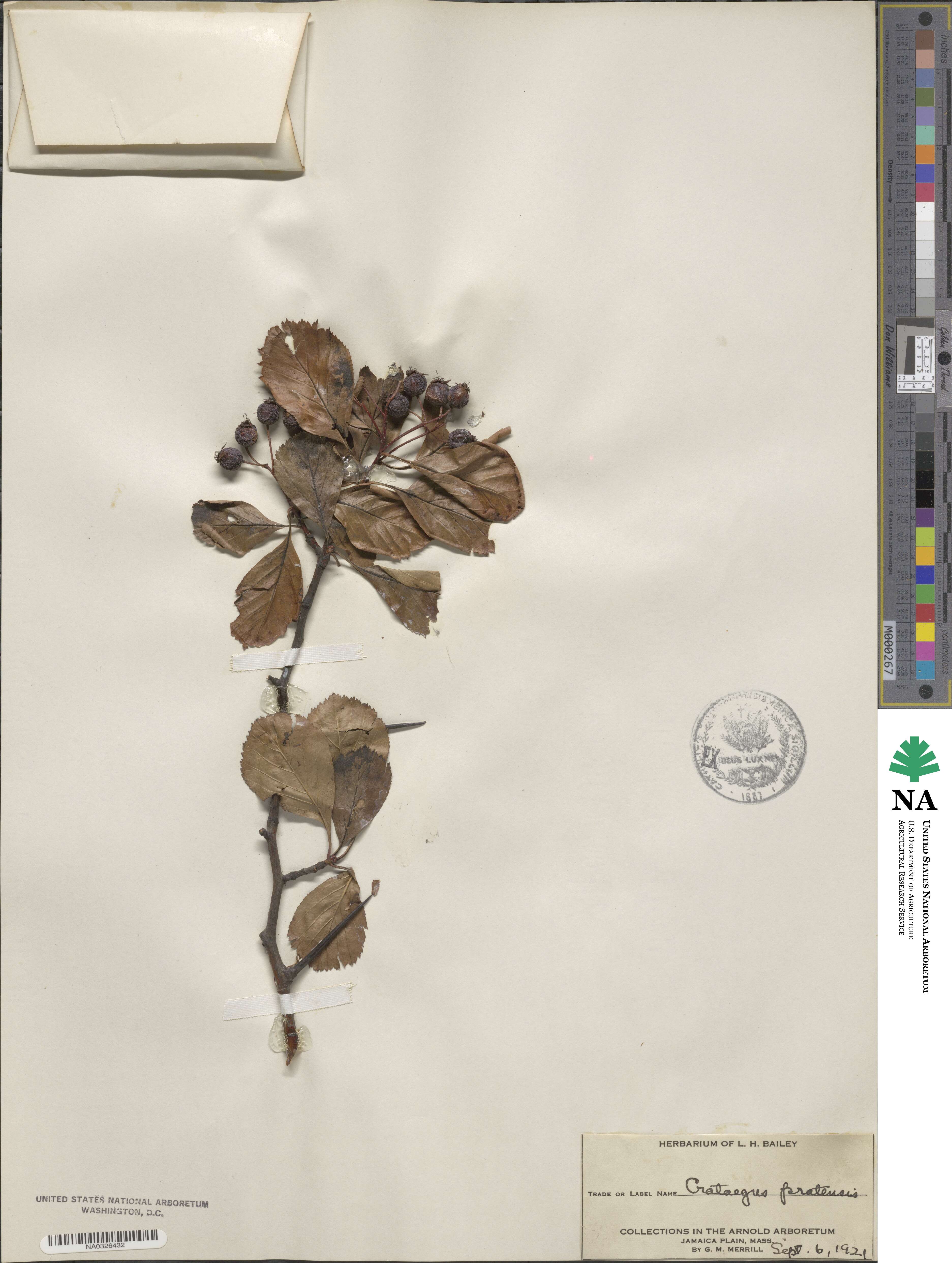 Crataegus punctata image