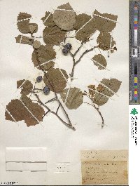 Crataegus pringlei image