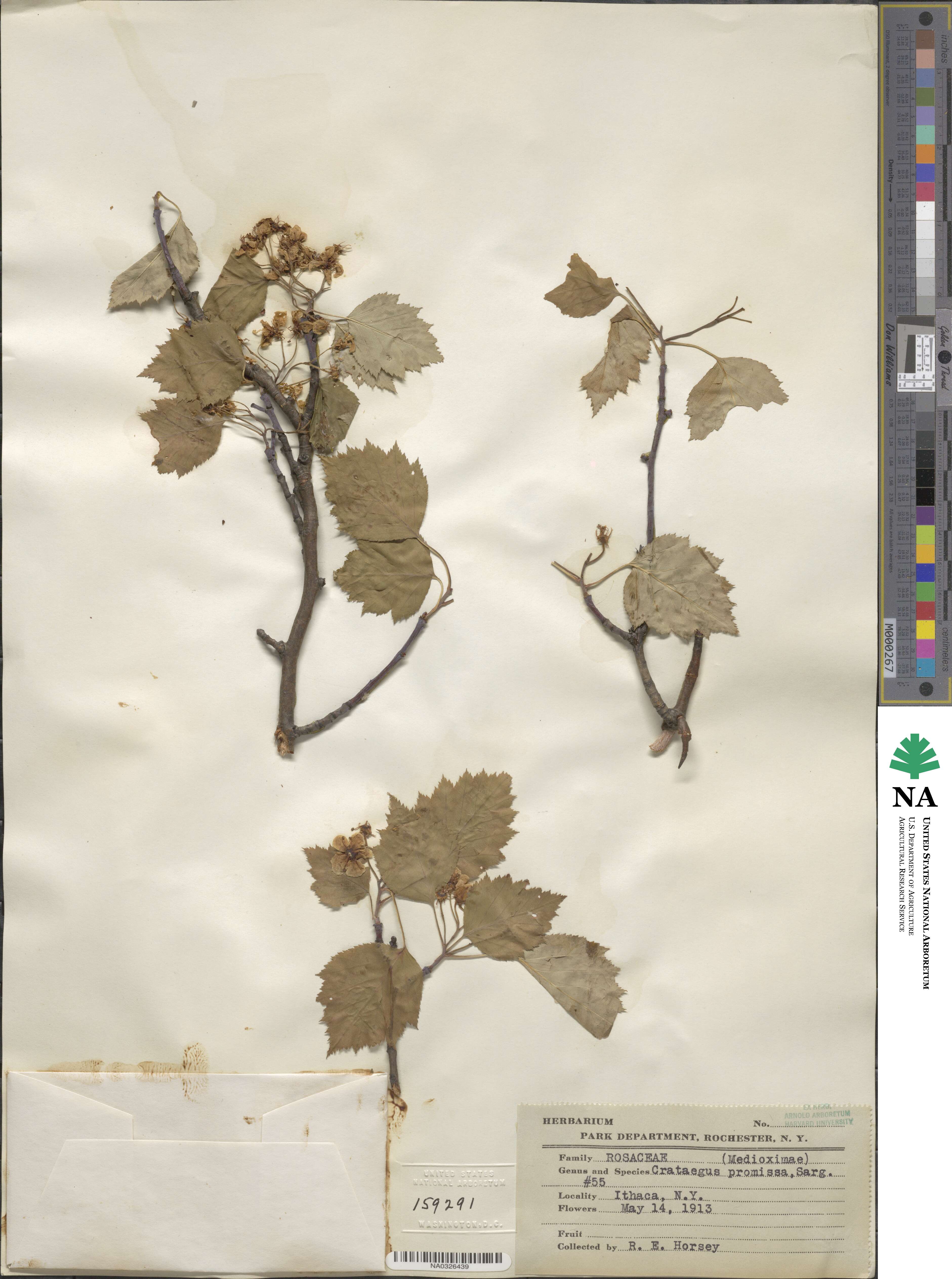 Crataegus promissa image