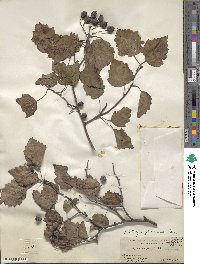 Crataegus promissa image