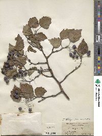 Crataegus promissa image