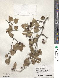 Crataegus pruinosa image