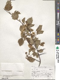 Crataegus pruinosa image