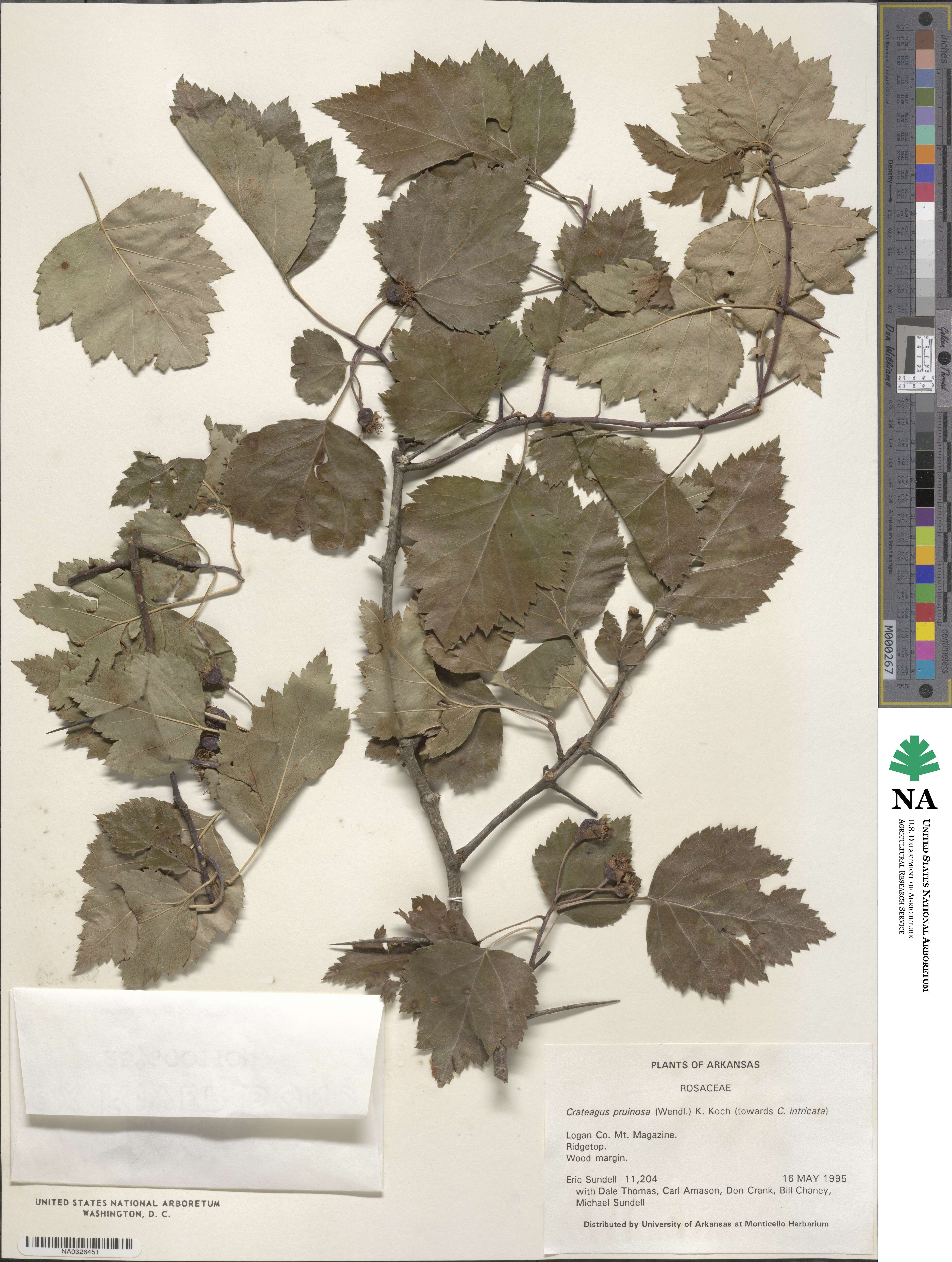 Crataegus pruinosa image