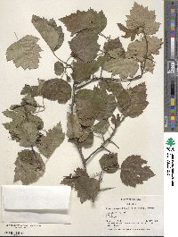 Crataegus pruinosa image