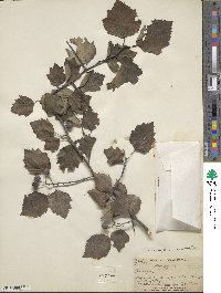 Crataegus pruinosa image