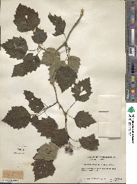 Crataegus pruinosa image