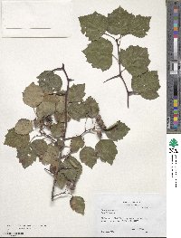 Crataegus pruinosa image