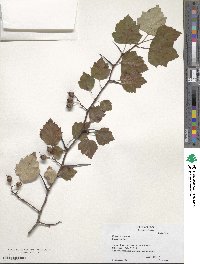 Crataegus pruinosa image