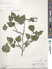 Crataegus pruinosa image