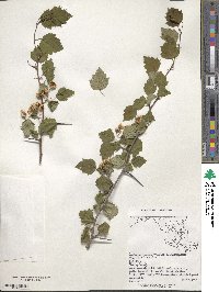 Crataegus pruinosa image