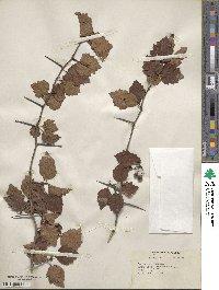 Crataegus pruinosa image