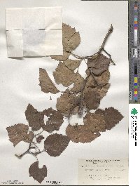 Crataegus pruinosa image