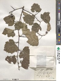 Crataegus pruinosa image