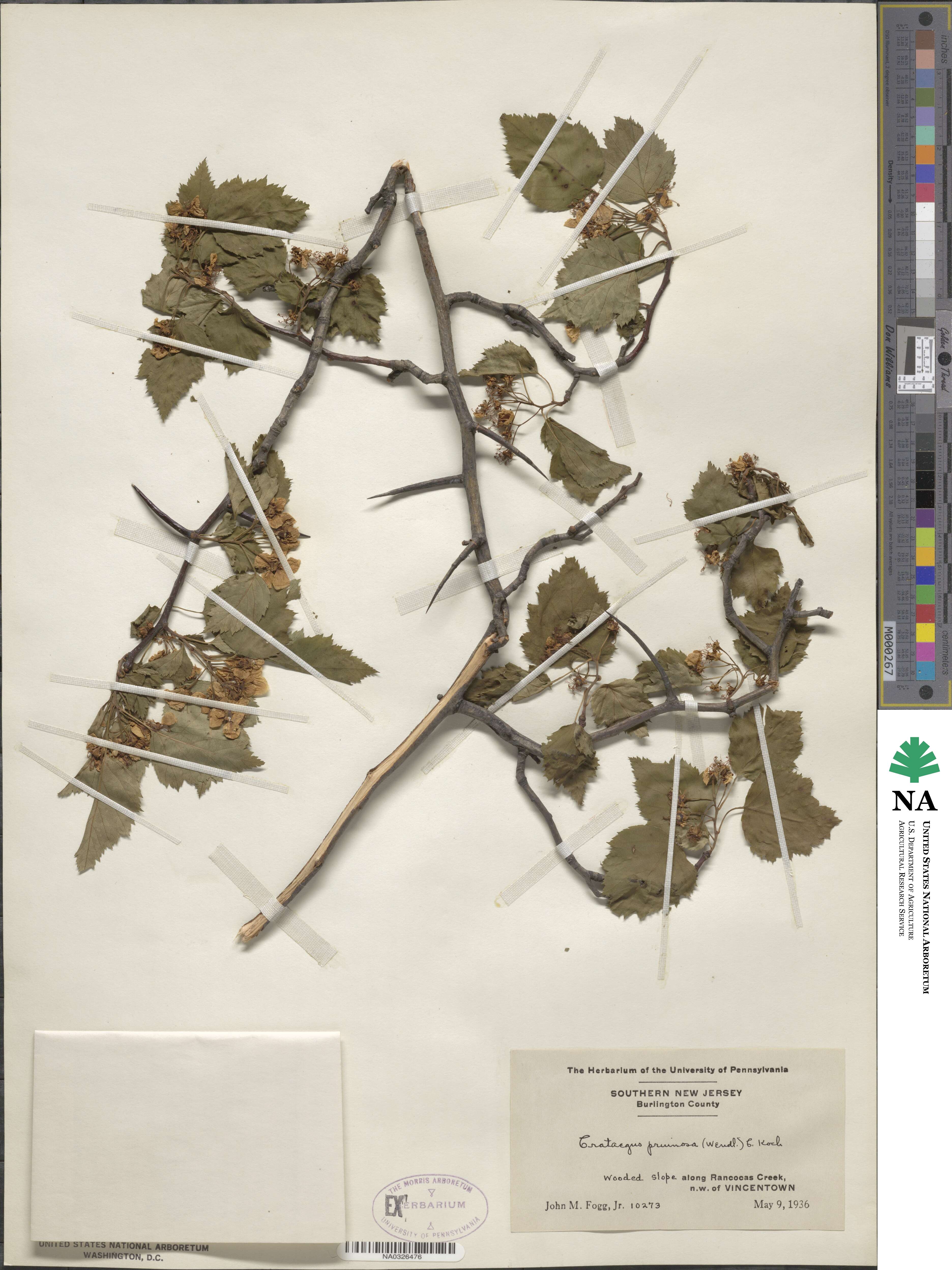 Crataegus pruinosa image
