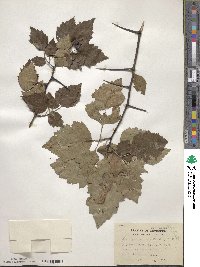 Crataegus pruinosa image