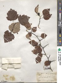 Crataegus pruinosa image