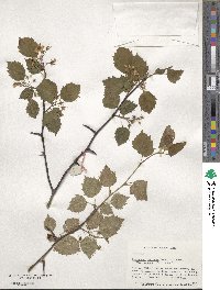 Crataegus pruinosa image