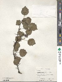 Crataegus pruinosa var. dissona image