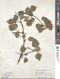 Crataegus pruinosa image