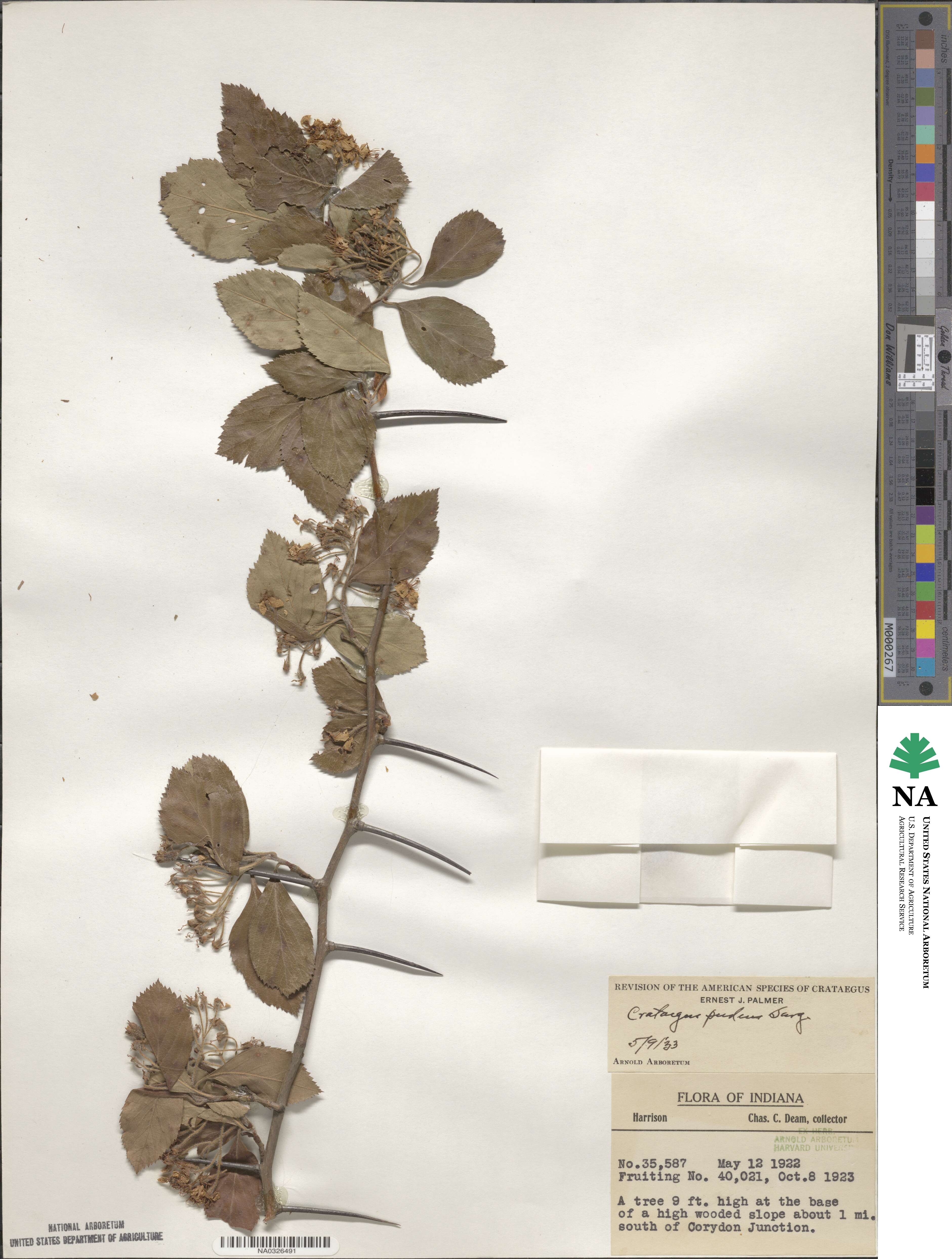Crataegus pudens image