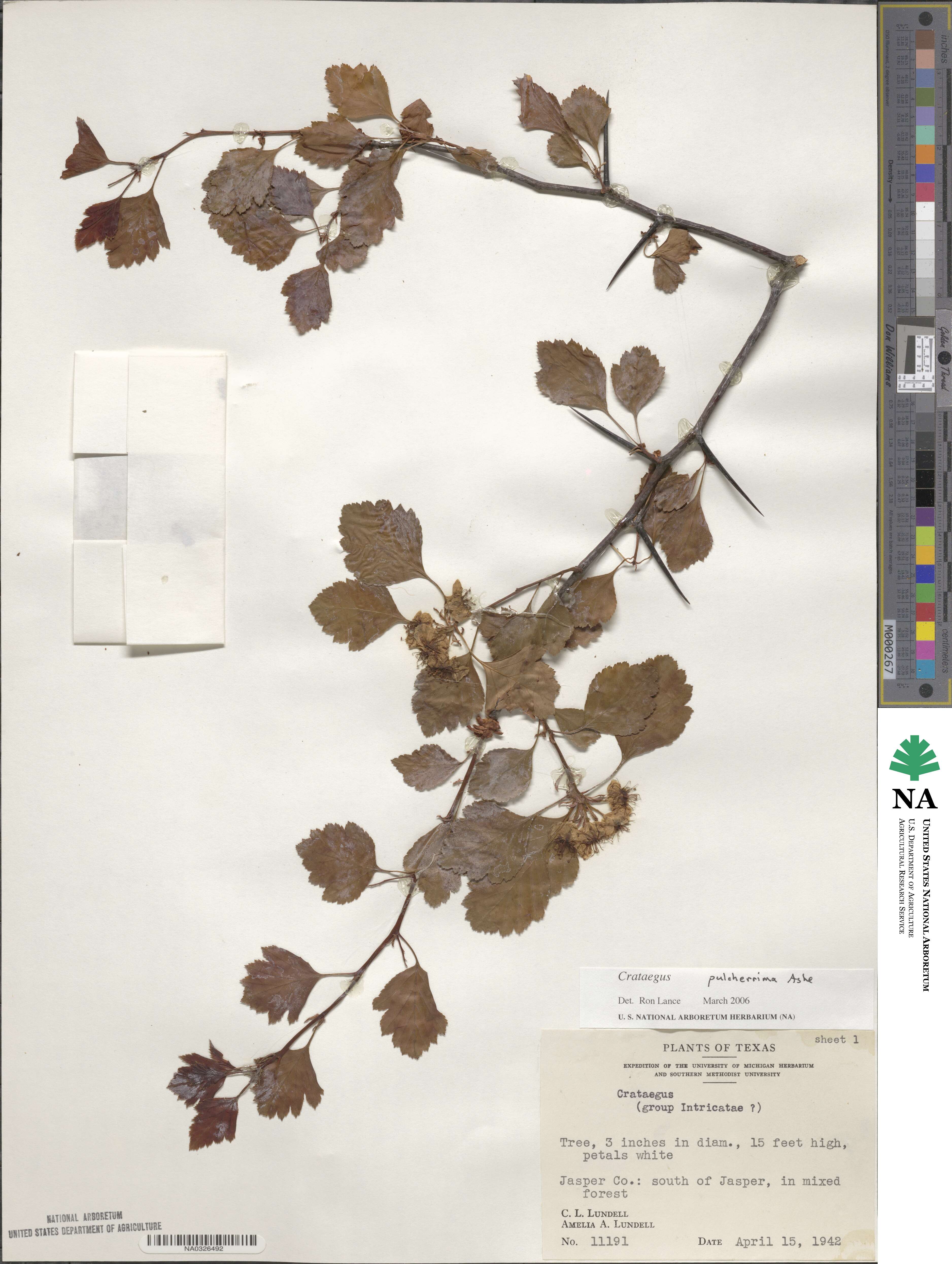 Crataegus pulcherrima image