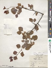 Crataegus pulcherrima image