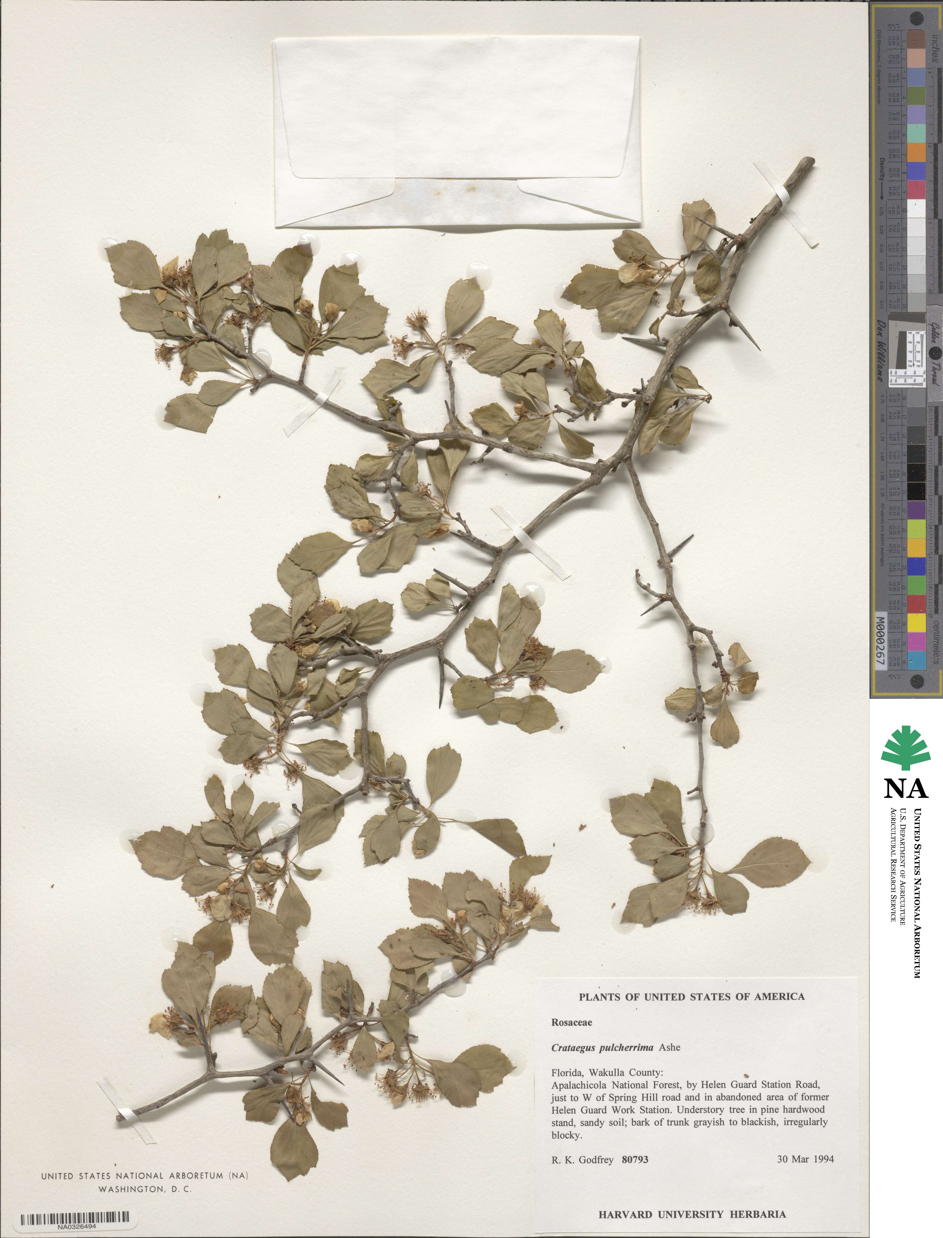 Crataegus pulcherrima image