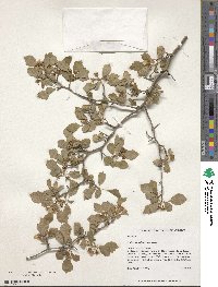 Crataegus pulcherrima image