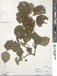 Crataegus punctata image