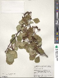 Crataegus punctata image