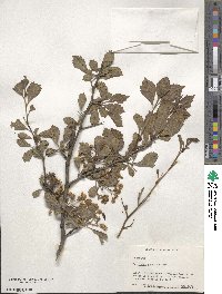 Crataegus punctata image