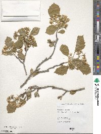 Crataegus punctata image