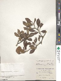 Crataegus punctata image