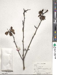 Crataegus punctata image